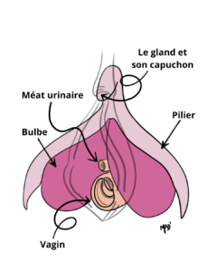 Anatomie du clitoris