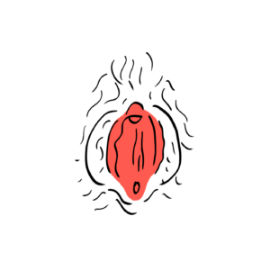 illustration d'une vulve